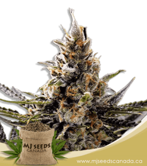 24K Gold Regular Marijuana Seeds