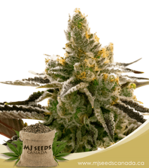 24k Gold Feminized Marijuana Seeds