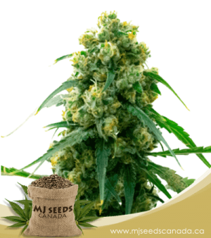 3 Kings Feminized Marijuana Seeds
