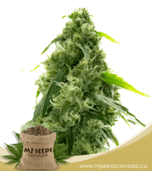 AK-47 Autoflowering Marijuana Seeds