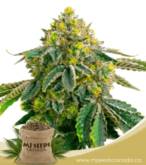 Afghan Feminized Marijuana Seeds