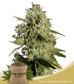 Agent Orange Regular Marijuana Seeds