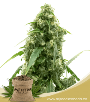 Alien Gorilla Glue Feminized Marijuana Seeds