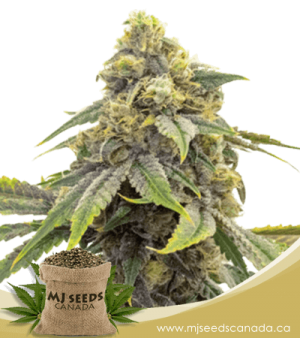 Alien OG Feminized Marijuana Seeds