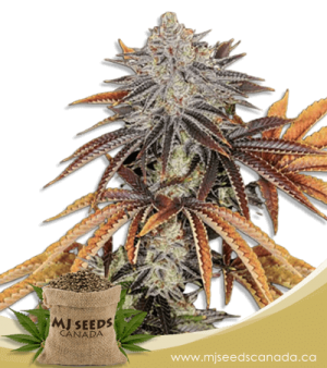 Alien Technology Regular Marijuana Seeds