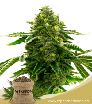 Alien Technology Feminized Marijuana Seeds
