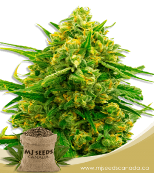 Amnesia Blue Head Band Feminized Marijuana Seeds
