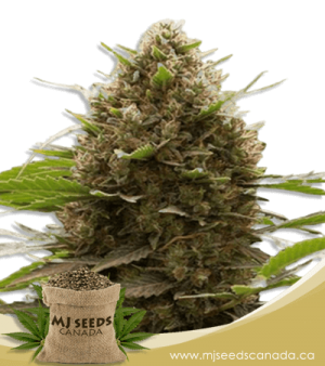 Amnesia Kush Feminized Marijuana Seeds