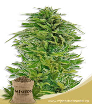 Amnesia Lemon Feminized Marijuana Seeds