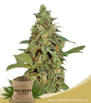 Amnesia Lemon Regular Marijuana Seeds