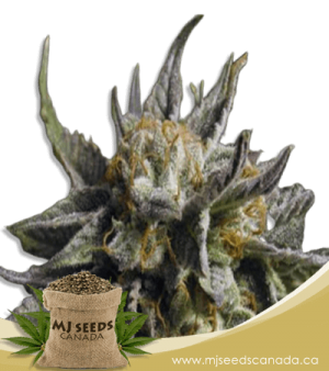 BC God Bud Regular Marijuana Seeds