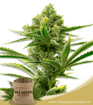 Badazz Cheese Feminized Marijuana Seeds