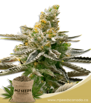 Badazz Rolex Feminized Marijuana Seeds