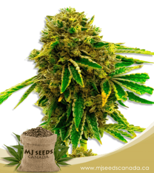 Banana Kush Feminized Marijuana Seeds