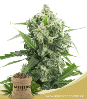 Banana Kush Autoflowering Marijuana Seeds