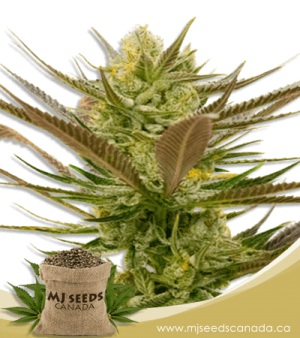 Banana Punch Feminized Marijuana Seeds