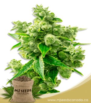 Big Bud Feminized Marijuana Seeds