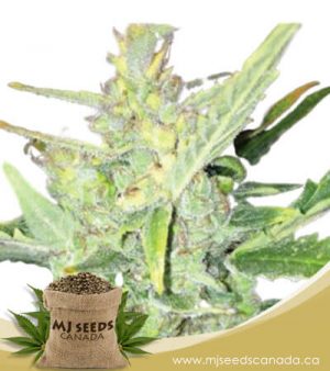Big Bud Fast Version Feminized Marijuana Seeds