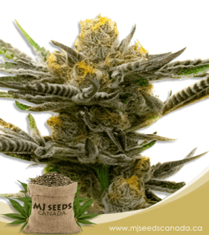 Black Demon Og Feminized Marijuana Seeds