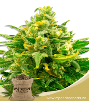 Black Domina Feminized Marijuana Seeds