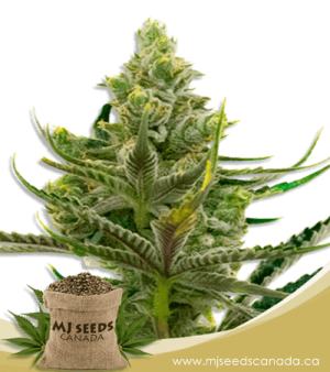 Black Widow Feminized Marijuana Seeds