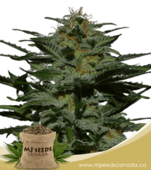 BlackBerry Autoflowering Marijuana Seeds
