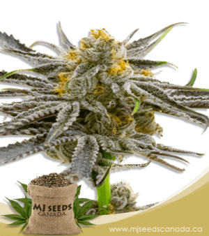 Blood Diamond OG Feminized Marijuana Seeds