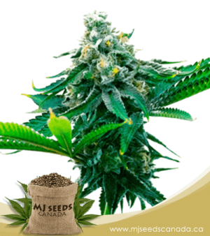 Blue Amnesia Autoflowering Marijuana Seeds