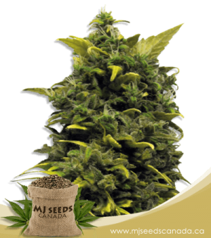 Blue Cheese Feminized Marijuana Seeds