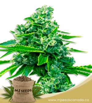 Blue Dream Feminized Marijuana Seeds
