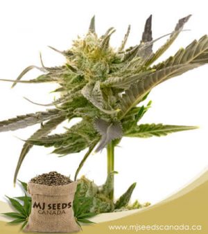 Blue Fruit Autoflowering Marijuana Seeds