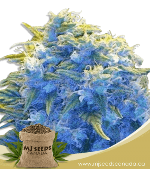 Blue Haze Feminized Marijuana Seeds