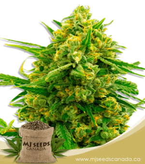 Blue Head Band Feminized Marijuana Seeds