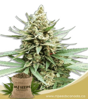 Blue OG Feminized Marijuana Seeds