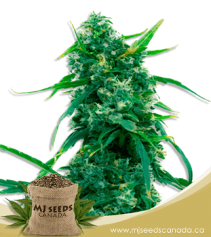 Blue Widow Feminized Marijuana Seeds