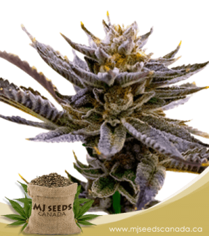 Blueberry Autoflowering Marijuana Seeds