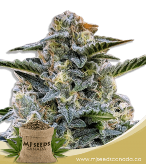 Bruce Banner Regular Marijuana Seeds