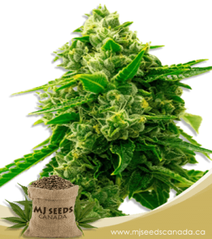 Bruce Banner 2.0 Feminized Marijuana Seeds