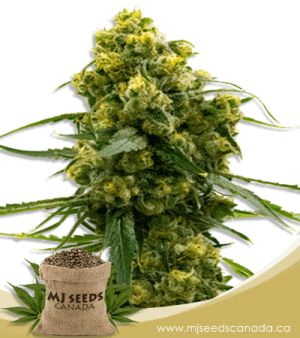 Bruce Banner Feminized Marijuana Seeds