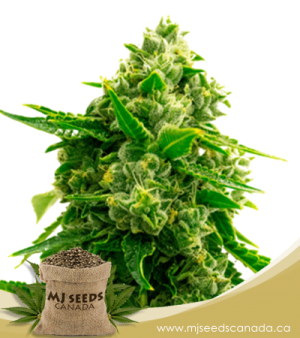 Bruce Banner Autoflowering Marijuana Seeds