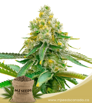 Bubblegum Haze Feminized Marijuana Seeds