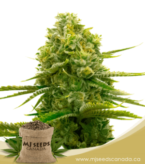 Bubblegum Autoflowering Marijuana Seeds