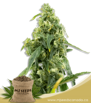 Black Diesel High CBD Marijuana Seeds