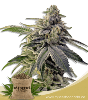 Candyland High CBD Marijuana Seeds