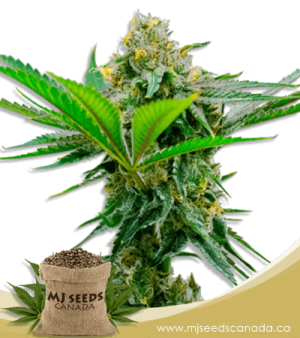 Cheese High CBD Marijuana Seeds