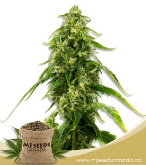 Harlequin Kimbo Kush High CBD Marijuana Seeds