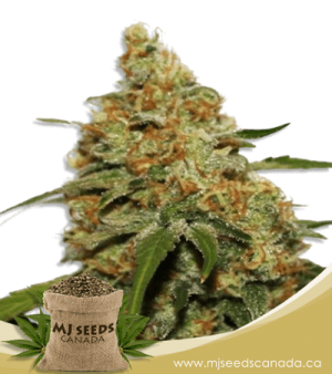 CBD Kush High CBD Marijuana Seeds
