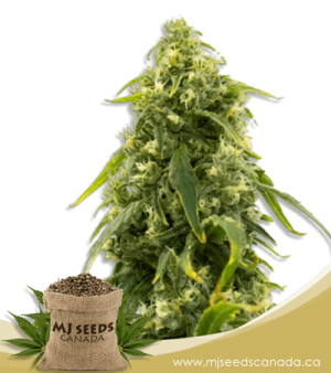 CBD Sour Tangie (1:20) Marijuana Seeds