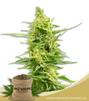 Strawberry Kush High CBD Marijuana Seeds