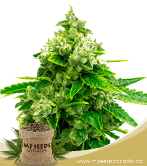 Candy Kush Feminized Marijuana Seeds